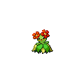 Bellossom
