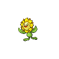 Sunflora